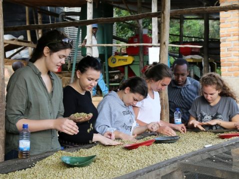 Jugendliche Mädchen untersuchen Kaffeebohnen in Ruanda
